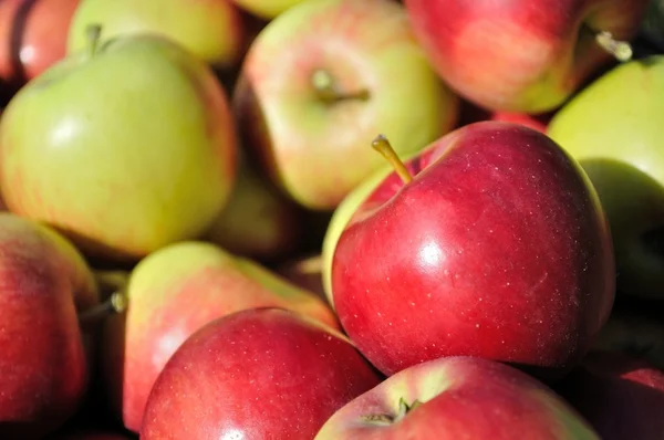 Högen av röd, grön, gul mogna äpplen — Stockfoto