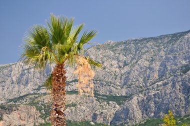 palmiye ağacı ile yüksek Hırvat dağ biokovo arka planda