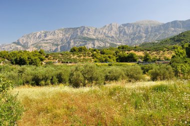ağaçları ile yüksek Hırvat dağ biokovo arka planda