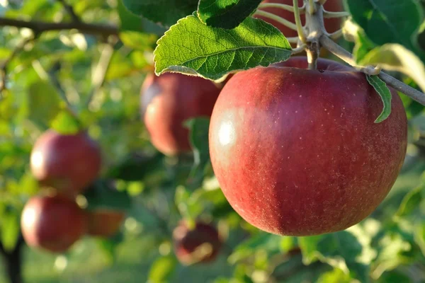 Cluster of ripe apples on a tree branch — Stock Photo, Image