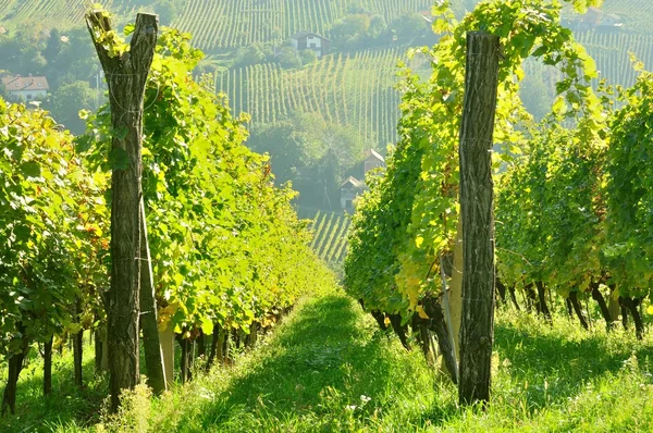 Rijen van wijngaard op heuvel vóór het oogsten Rechtenvrije Stockfoto's