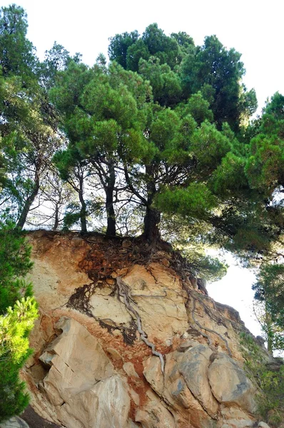 Дерево сосни на скелі в Підгорі, Хорватія — стокове фото