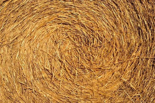 Fundo de palha de trigo seco — Fotografia de Stock
