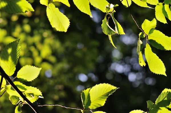 Sfondo naturale incorniciato da foglie verdi backlited — Foto Stock