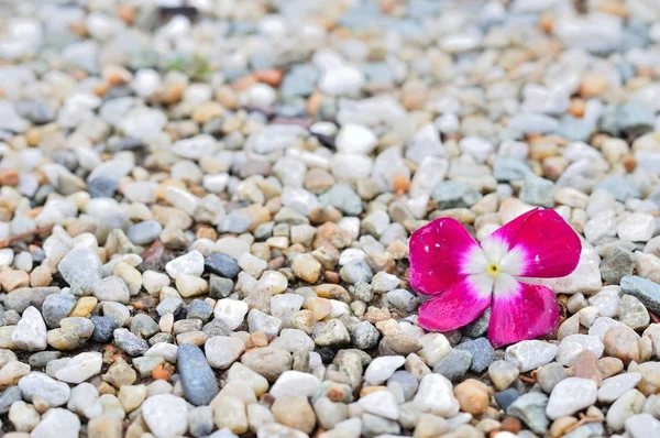 Flor rosa sobre guijarros de playa coloridos para el fondo —  Fotos de Stock