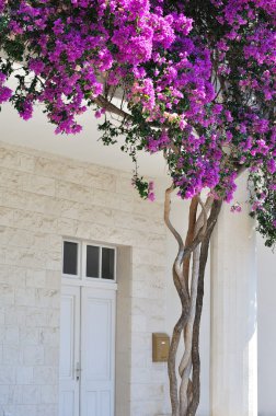 beyaz bina güzel Begonvil çiçekleriyle