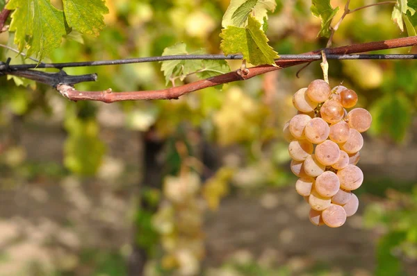 Wina gronowego z naturalne tło zamazane pole — Zdjęcie stockowe