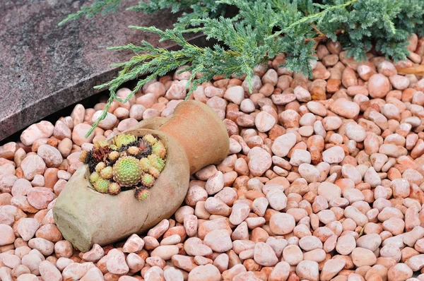 Красная галька и растения в скале — стоковое фото