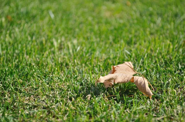 Feuilles sèches tombées sur l'herbe verte en automne — Photo