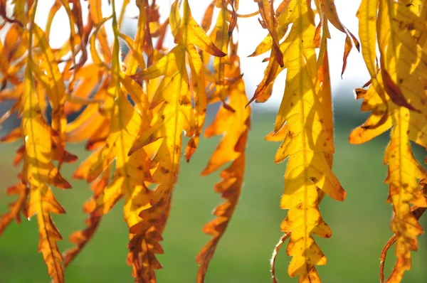 Detail der hinterleuchteten gelben Herbstblätter — Stockfoto