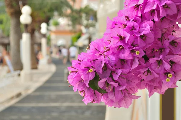 Belas flores de buganvília — Fotografia de Stock