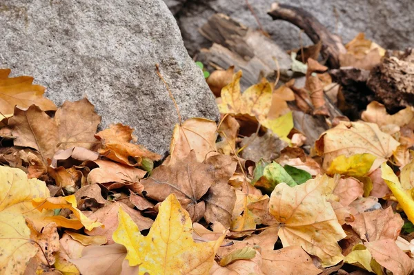 Detail of brown fallen autumn leaves and stone — Stock Photo, Image