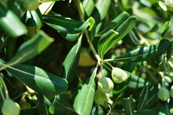 Gren med gröna oliver på träd Stockbild