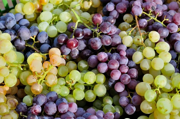 Rood en groen wijnstok druiven voor achtergrond Stockfoto