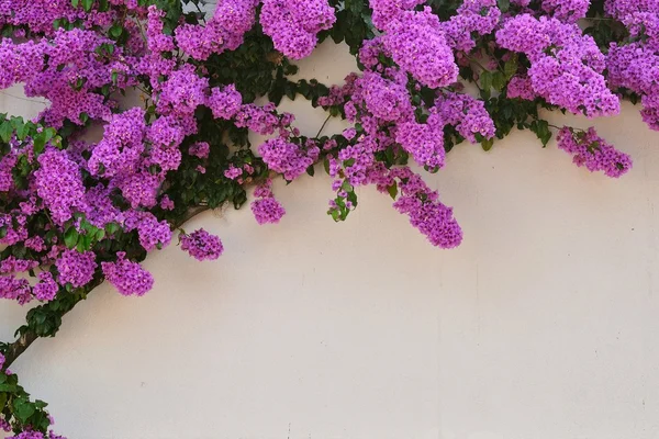 Güzel mor Begonviller çiçekler Stok Fotoğraf