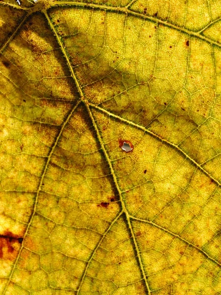 Detail view of autumn yellow vine leaf — Stock Photo, Image