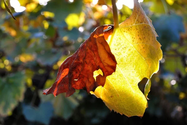 Vue détaillée de la feuille de vigne jaune rétroéclairée — Photo