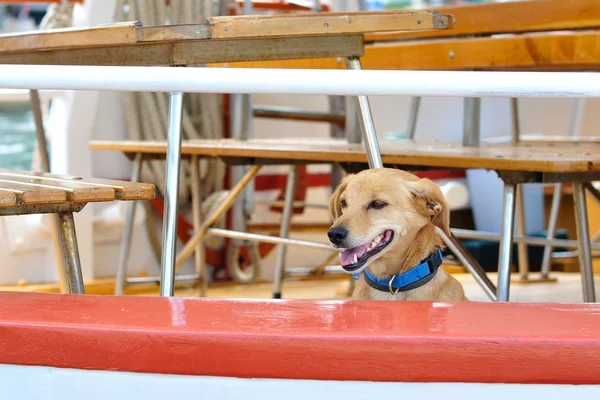 Gemide bulunan kahverengi köpek
