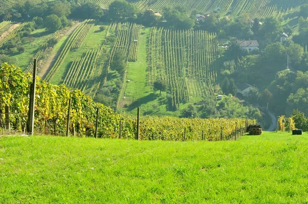 Rebzeilen vor der Ernte auf einem Hügel — Stockfoto