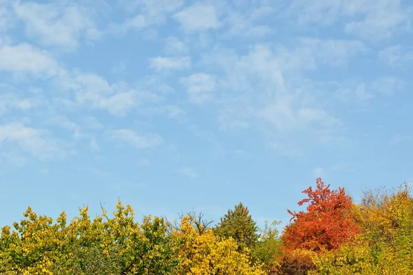 Kleurrijke herfst bomen en hemel — Stockfoto