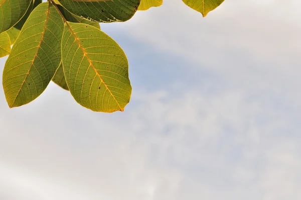 Hojas de árboles contra cielo — Foto de Stock