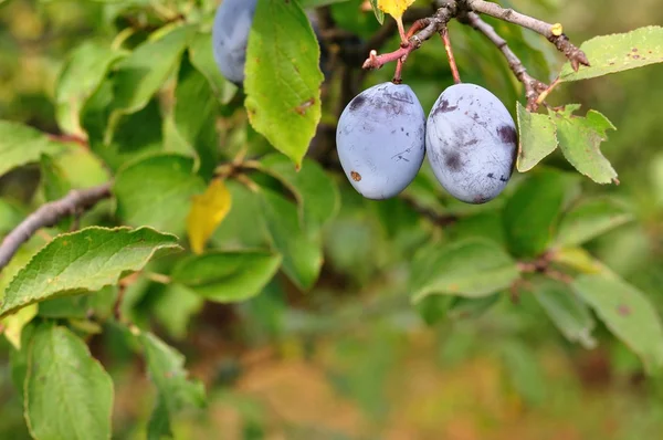 Two blue plums on a tree in a garden — Stock Photo, Image