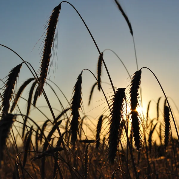 Пшеничное поле с шипами силуэтов на закате — стоковое фото