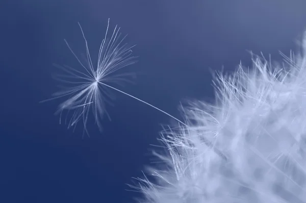 Little dandelion seed trying to break free — Stock Photo, Image