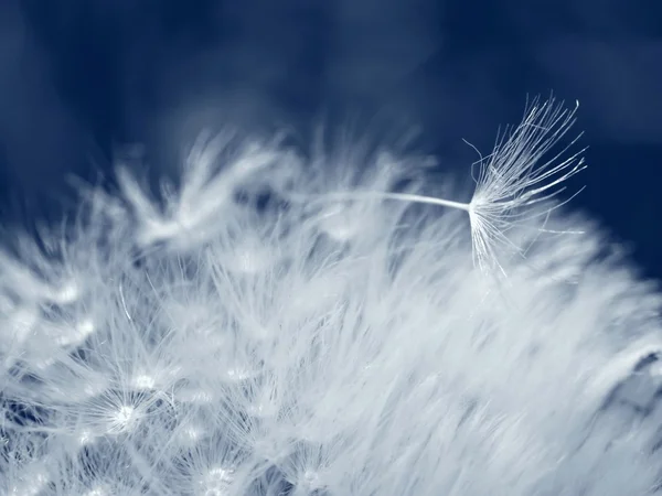 Dandelion seed lies on other seeds — Stock Photo, Image