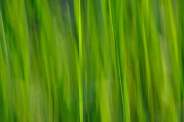 Abstrakt grön suddig bakgrund Stockfoto