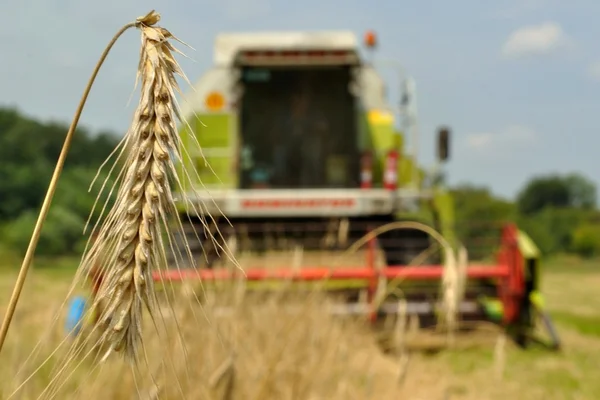 Dettaglio spike con mietitrice sfocata sullo sfondo — Foto Stock