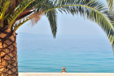 palmiye ağacı deniz arka planda