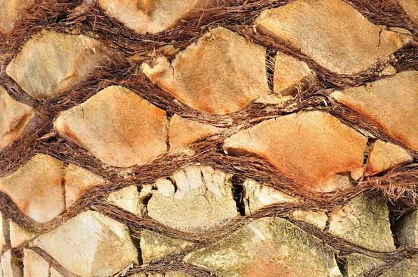 Dłoń drzewo tułowia tło — Zdjęcie stockowe