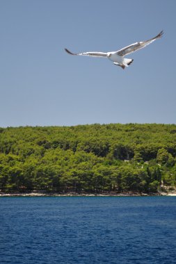 spread kanatlı karşı mavi gökyüzü uçan beyaz martı