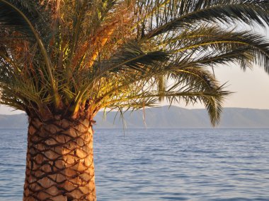 arka planda Adriyatik Denizi ile palmiye ağacı