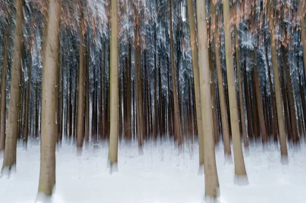 Abstraktní Les v zimě — Stock fotografie
