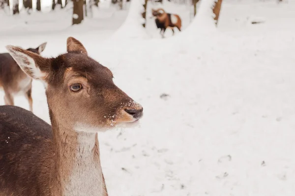 Ritratto di cervo in inverno — Foto Stock