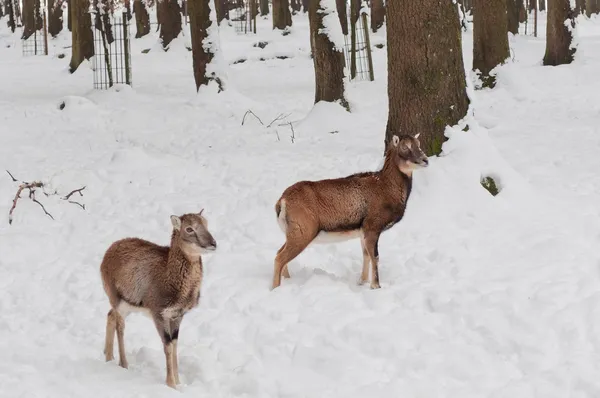 Dos ciervos en la nieve — Foto de Stock