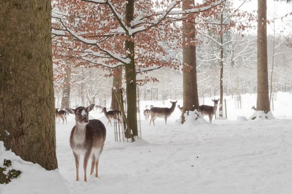 Cervi nella foresta in inverno — Foto Stock