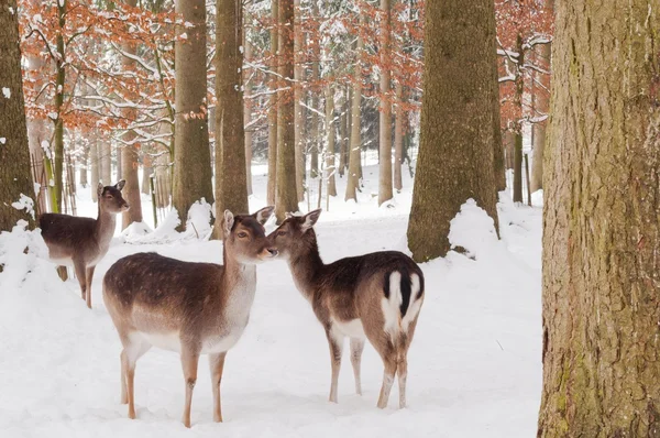 Ciervos en el bosque en invierno — Foto de Stock