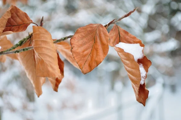 Větve v zimě sníh a rozmazané pozadí — Stock fotografie
