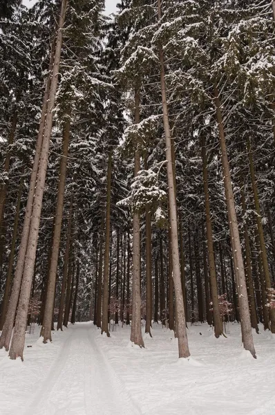 Alti alberi nella foresta in inverno — Foto Stock