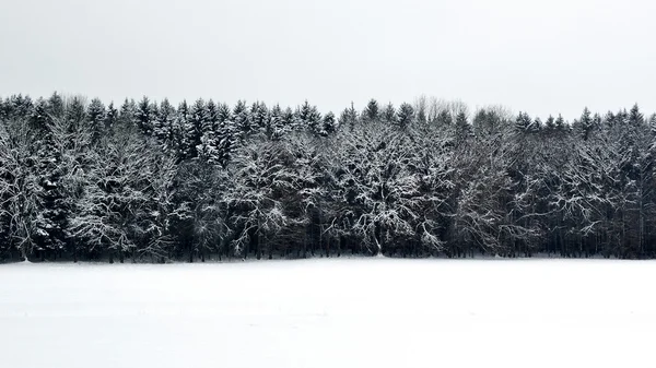 Foto in bianco e nero del paesaggio invernale con foresta — Foto Stock