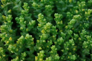 yeşil bitki arka plan