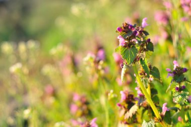 Mor ölü ısırgan otu (Lamium purpureum)
