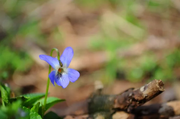 Dettaglio veduta del viola in giardino in primavera — Foto Stock