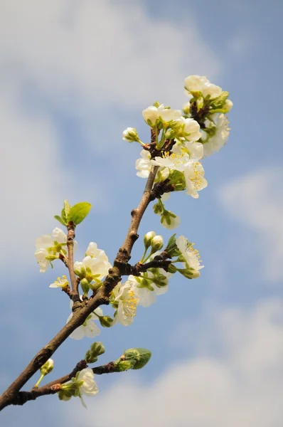 Zweig weißer Kirschblüten — Stockfoto