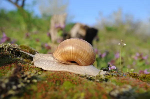 Ślimak na mchu w ogrodzie wiosną — Zdjęcie stockowe