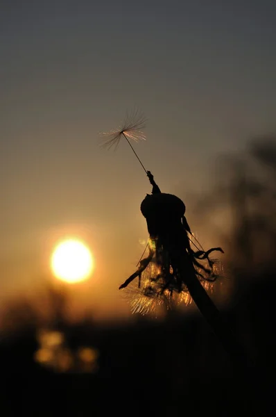 Dandelion silhouette at sunset with last seed — Stock Photo, Image