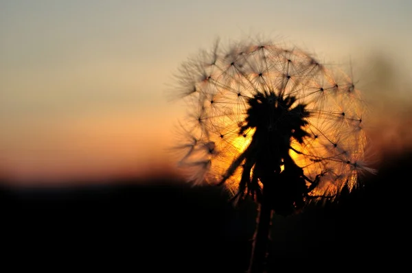 Dandelion silhouette at sunset — Stock Photo, Image
